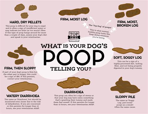 poop porn|Scat Tube with Selected Scat Porn and more